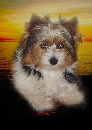 in-loving-memory-of-dominique-biewer-yorkshire-terrier